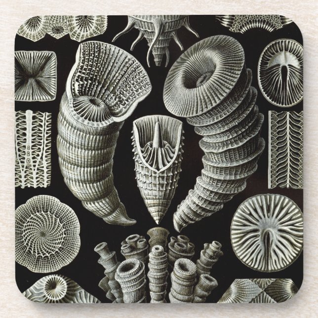 Haeckel Coaster (Front)