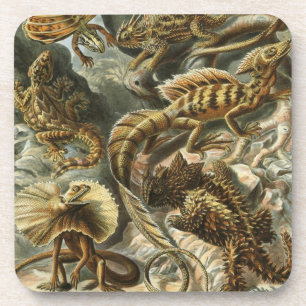 Haeckel Coaster