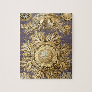 Haeckel Discomedusae Jigsaw Puzzle