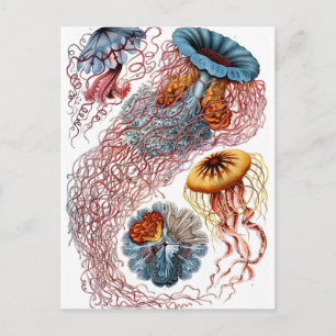 Haeckel Discomedusae Postcard