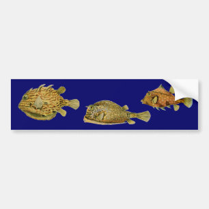 Haeckel Fish Bumper Sticker