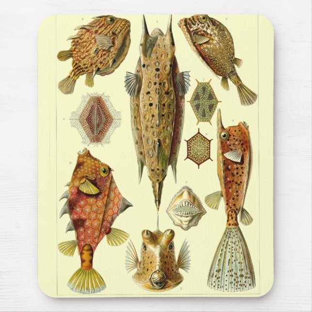 Haeckel Fish Mouse Mat (Front)