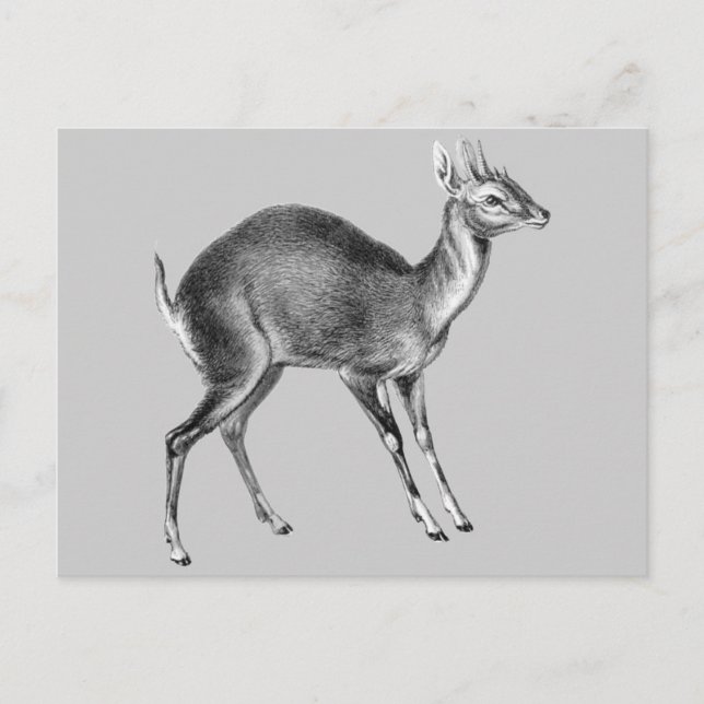 Haeckel Four Horned Deer Postcard (Front)