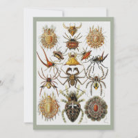  Haeckel Golden Spiders plate 66