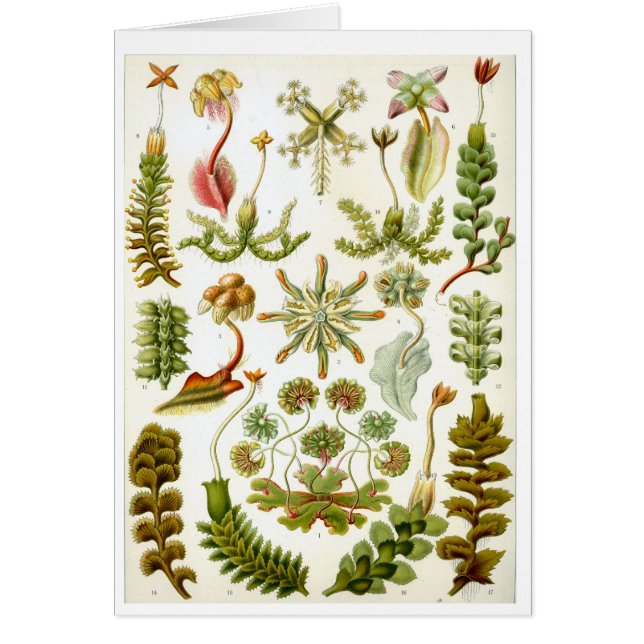 Haeckel_Hepaticae (Front)