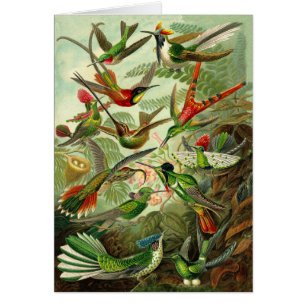 Haeckel Hummingbird Illustration All-Occasion
