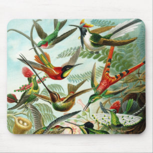 Haeckel Hummingbirds Mouse Mat
