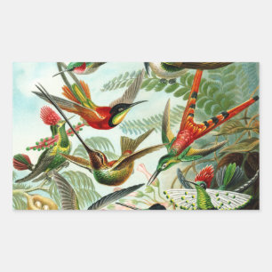Haeckel Hummingbirds Rectangular Sticker