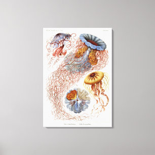 Haeckel Jellyfish,  Discomedusa Canvas Print