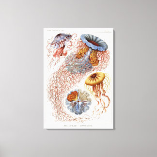 Haeckel Jellyfish,  Discomedusa Canvas Print