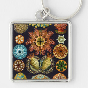 Haeckel Key Ring