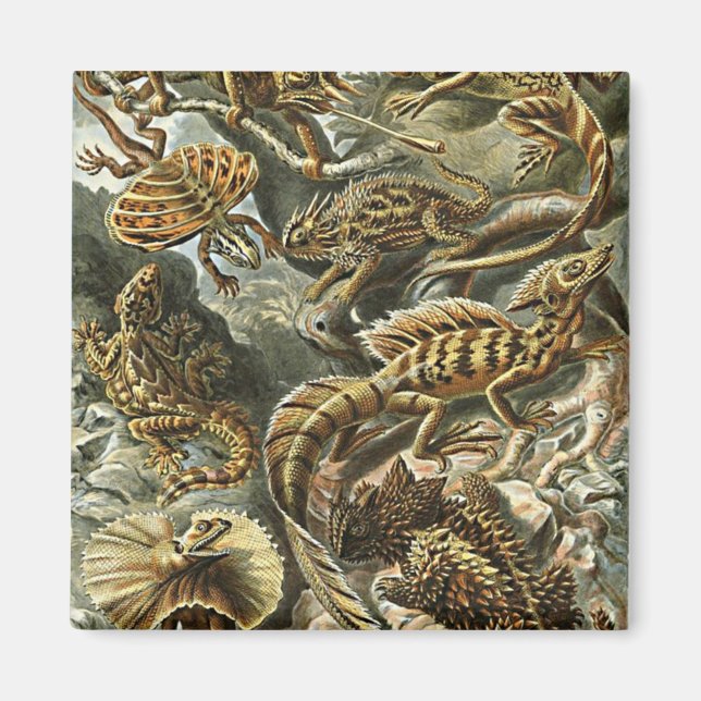 Haeckel Lizard Bearded Dragon Iguana Painting Magnet (Front)
