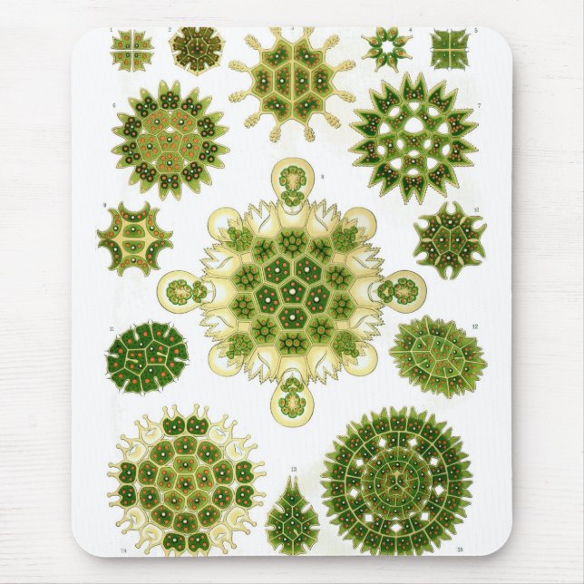 Haeckel Mouse Mat (Front)