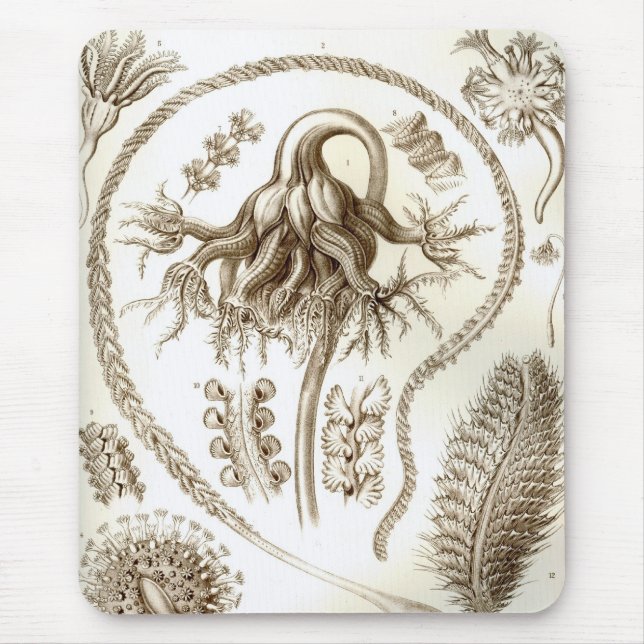 Haeckel Mouse Mat (Front)