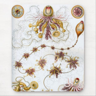 Haeckel Mouse Mat