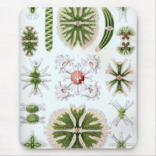 Haeckel Mouse Mat