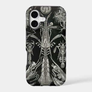 Haeckel Negative
