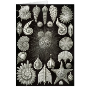 Haeckel Negative