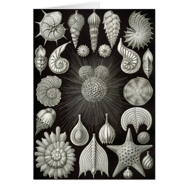 Haeckel Negative (Front)