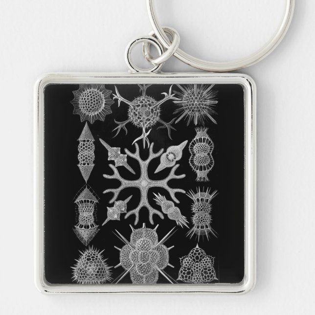 Haeckel Negative Key Ring (Front)