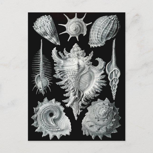 Haeckel Negative Postcard (Front)