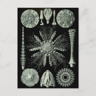 Haeckel Negative Postcard