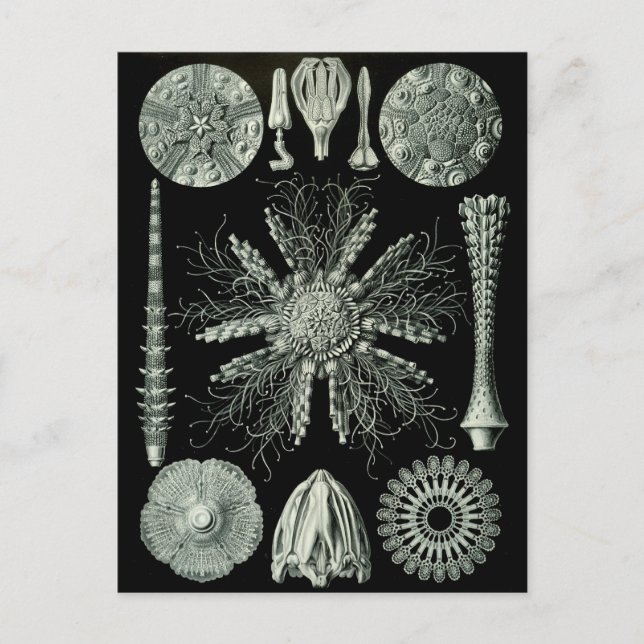 Haeckel Negative Postcard (Front)