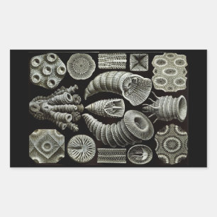 Haeckel Negative Rectangular Sticker