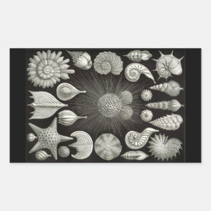 Haeckel Negative Rectangular Sticker