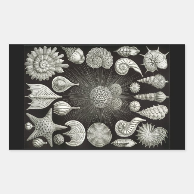Haeckel Negative Rectangular Sticker (Front)