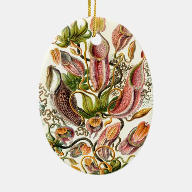 Haeckel Nepenthaceae Ceramic Tree Decoration (Back)