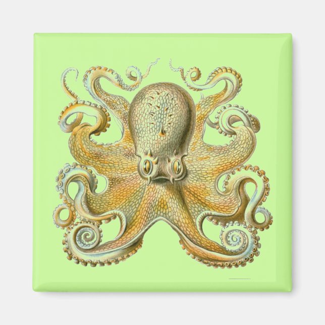 Haeckel Octopus Magnet (Front)