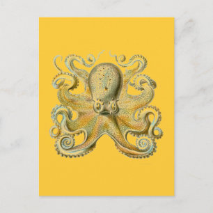 Haeckel Octopus Postcard