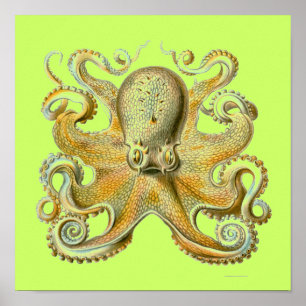 Haeckel Octopus Poster