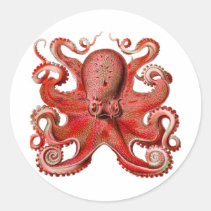 Haeckel Octopus Red Classic Round Sticker