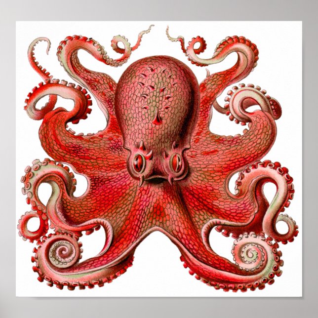 Haeckel Octopus Red Poster (Front)