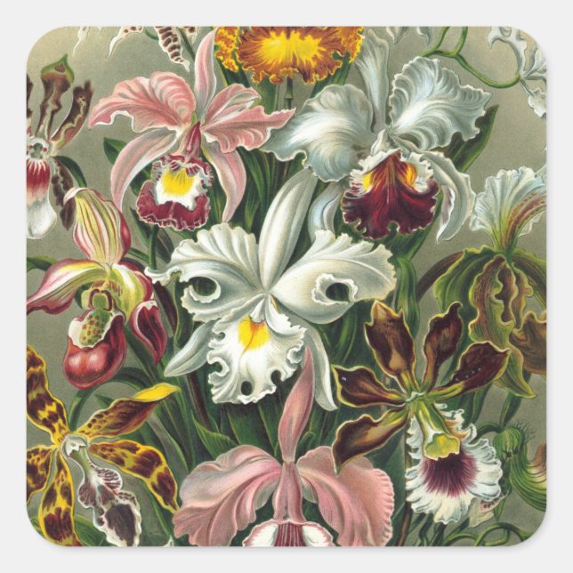 Haeckel Orchidae Square Sticker (Front)