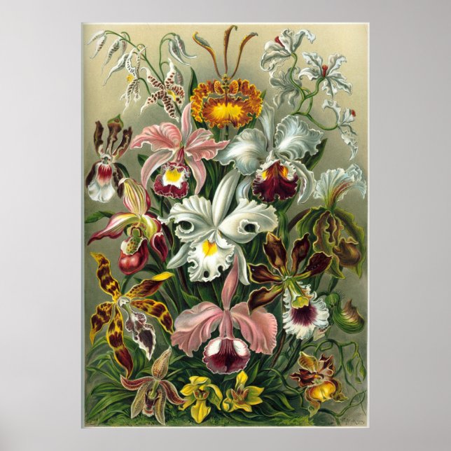 Haeckel Orchids Print (Front)