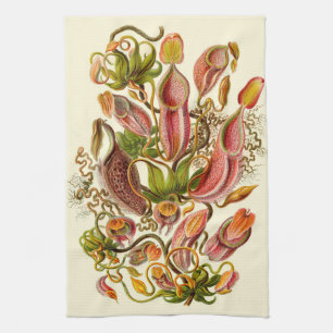 Haeckel Pitcher Plant Botanical Illustration Tea Towel