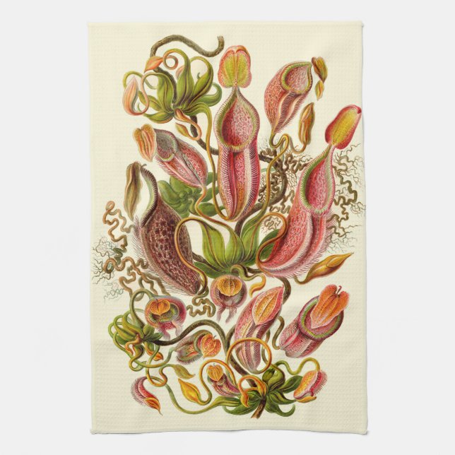 Haeckel Pitcher Plant Botanical Illustration Tea Towel (Vertical)