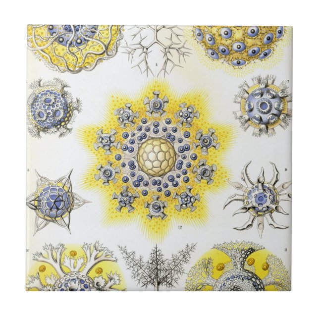 Haeckel Polycyttaria Tile (Front)