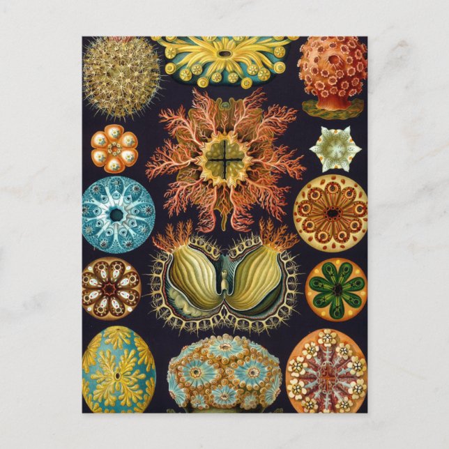 Haeckel Postcard (Front)