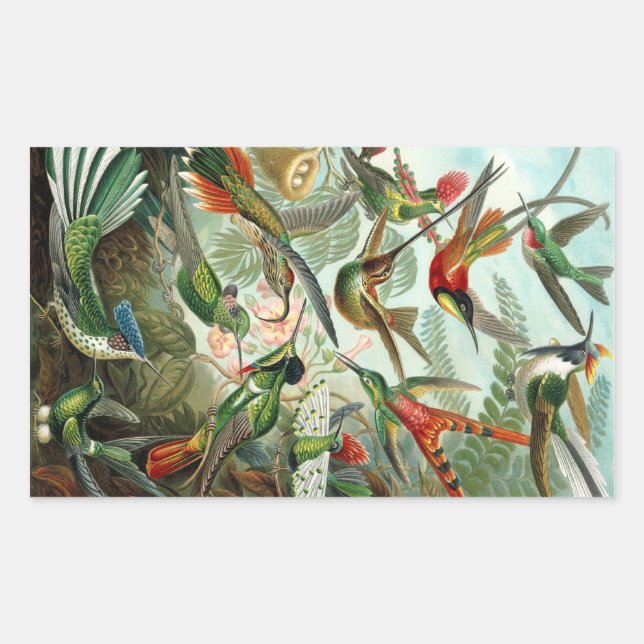 Haeckel Rectangular Sticker (Front)