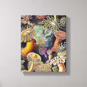 Haeckel Sea Anemone Ocean Life Nature Art Painting Canvas Print