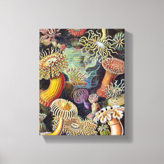 Haeckel Sea Anemone Ocean Life Nature Art Painting Canvas Print