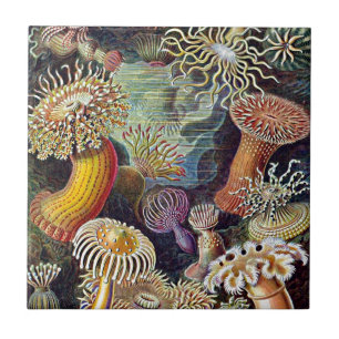 Haeckel Sea Anemone Ocean Life Painting Tile