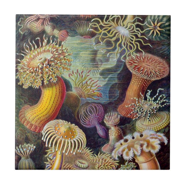Haeckel Sea Anemones Ceramics Tile (Front)