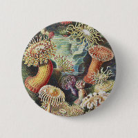 Haeckel Sea Anemones Nautical Sea Life Art Collage