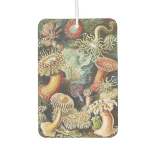 Haeckel Sea Anemones Nautical Sea Life Art Collage Car Air Freshener