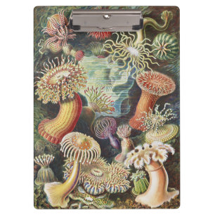 Haeckel Sea Anemones Nautical Sea Life Art Collage Clipboard
